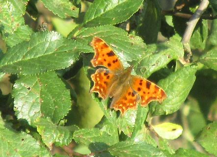 Oranger Schmetterling auf grünen Blättern