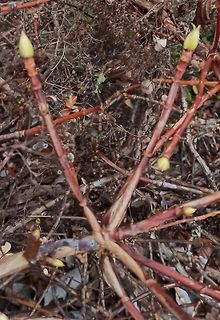 Pflanzenstängel mit Knospen