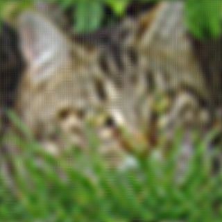 Katze im Gras