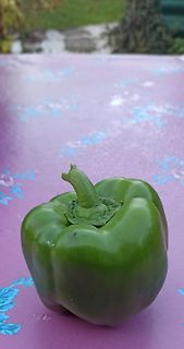 Grüne Paprika auf lila Untergrund