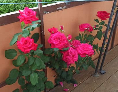 Rote Rosen an einem Zaun