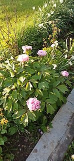 Rosa blühende Pfingstrosen im Garten