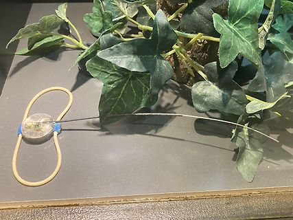 Knopfzelle mit Drähten und Gummiband vor Efeu