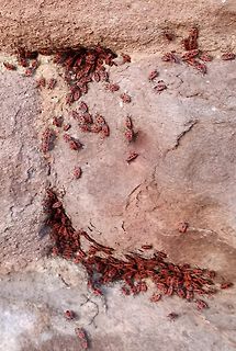 Rote Wanzen auf einem Stein