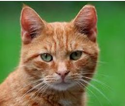 Porträt einer getigerten Katze