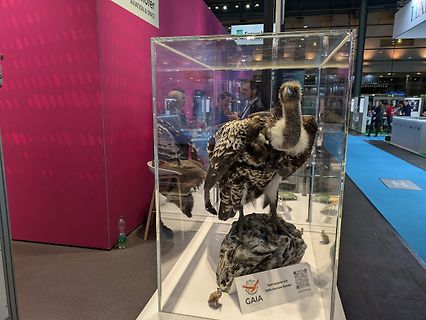 Ausgestopfter Vogel in einer Vitrine