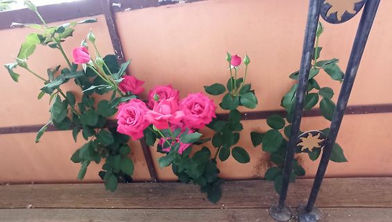 Rosa Rosen an einem Zaun