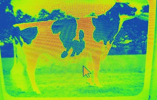 Abfotografierter Bildschirm mit Wärmebild einer Kuh