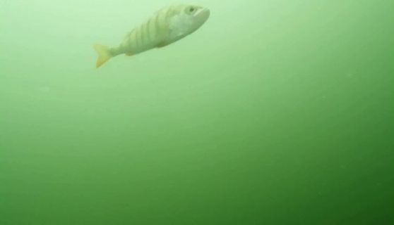 Fisch im grünen Wasser