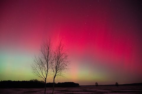 Aurora borealis über Bäumen