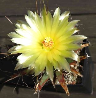 Gelbe Blüte eines Kaktus