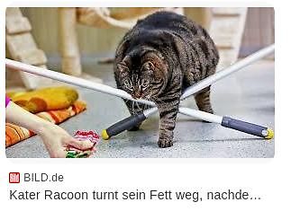 Katze auf Turngerät