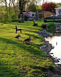 Enten auf einer Wiese am Wasser