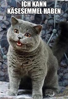 Graue Katze mit Text oben