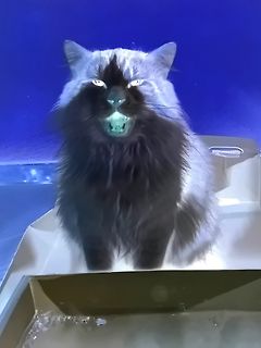 Flauschige Katze