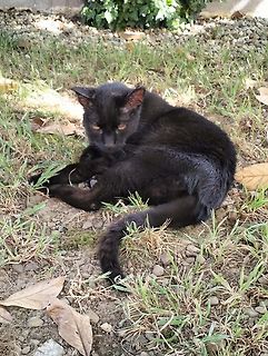 Schwarze Katze im Gras
