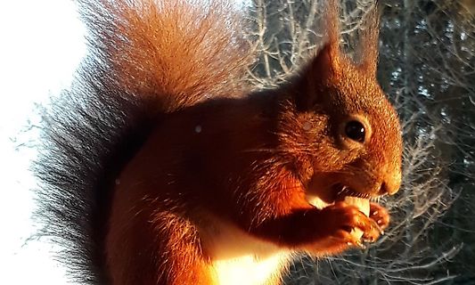Eichhörnchen frisst eine Nuss