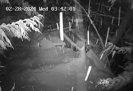 Nachtaufnahme einer verschneiten Waldlandschaft
