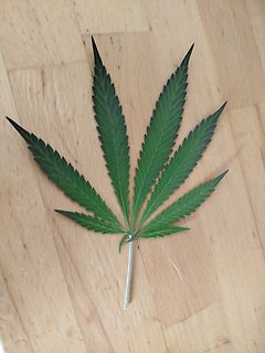 Cannabisblatt auf Holzuntergrund