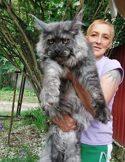 Frau hält große Maine Coon Katze