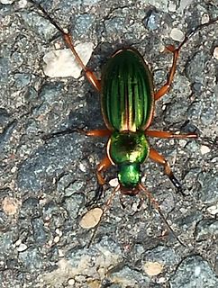 Grüner Käfer auf Asphalt