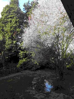 Bäume und Vegetation im Freien