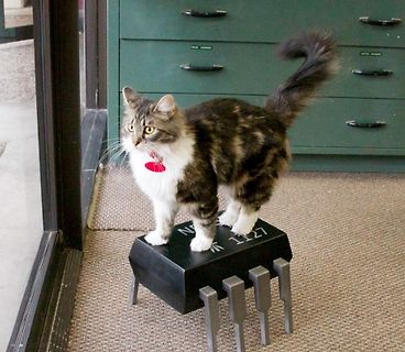 Katze auf einem Mikrocontroller-Modell