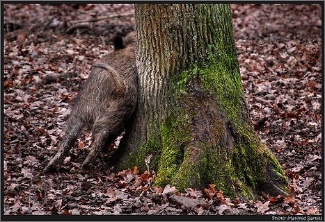 Wildschwein hinter Baumstamm