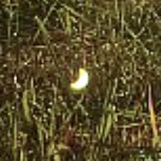 Lens_Flare.jpg