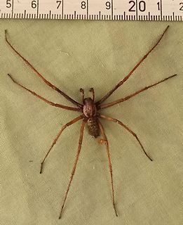 Große Spinne auf Stoff mit Lineal