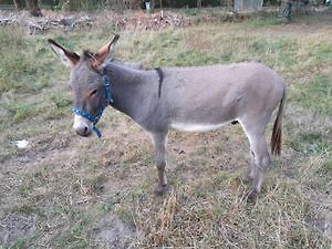 Esel auf einer Wiese