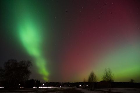 Nordlicht über Bäumen