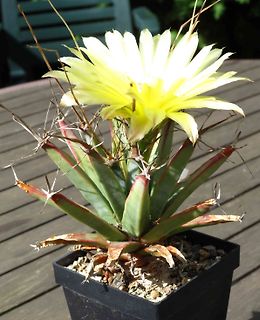 Gelbe Blüte einer Sukkulente im Topf