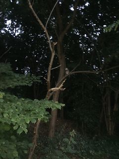 Wald bei Nacht