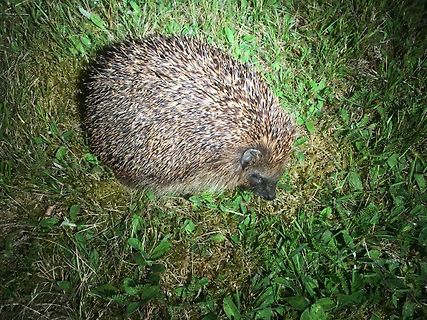 Igel im Gras