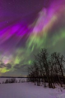 Polarlichter über verschneiter Landschaft und Bäumen