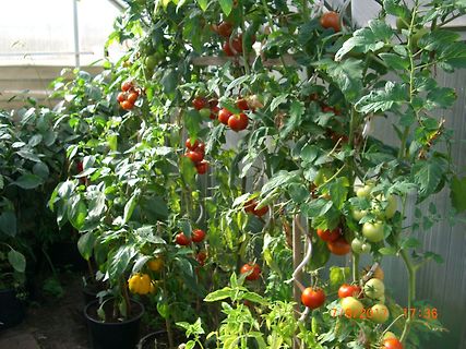 Tomatenpflanzen in einem Gewächshaus