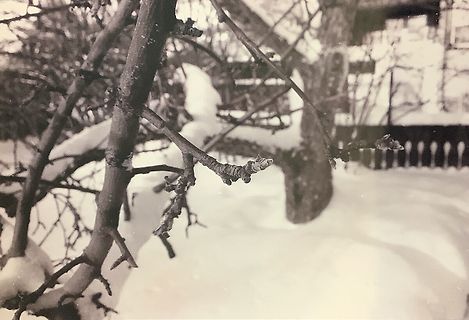 Zweige im Schnee