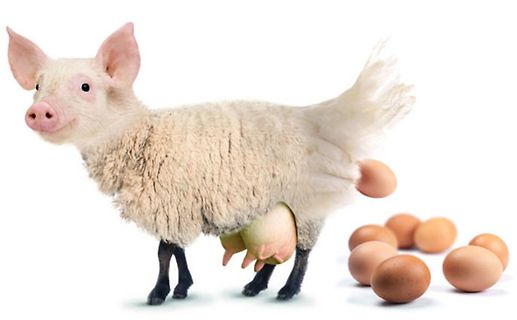 Meme eines Schweins mit Eiern