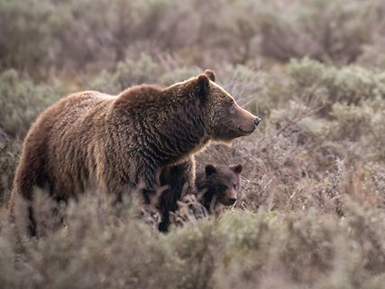 Bär und Jungtier in der Natur