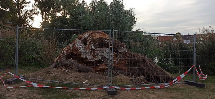 Baumstumpf hinter Bauzaun