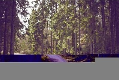Waldlandschaft mit Bäumen und Weg
