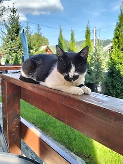 Schwarz-weiße Katze liegt auf Holzgeländer