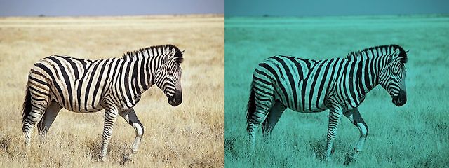 Zwei Fotos einer Zebra-Silhouette