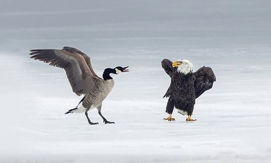 Gans und Weißkopfseeadler im Kampf