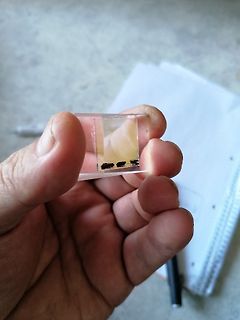 Kleiner transparenter Chip zwischen Fingern gehalten
