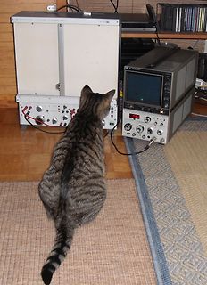 Katze vor Messgeräten