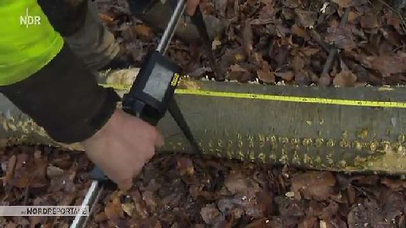Person misst Baumstamm mit Messschieber