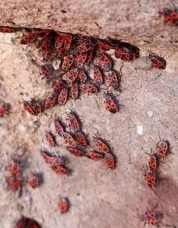 Viele rote Wanzen auf einem Stein