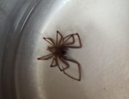 Spinne in einem Gefäß